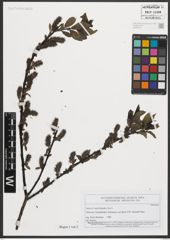Foto von Salix mielichhoferi Saut.